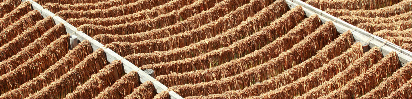 Tobacco Leaves