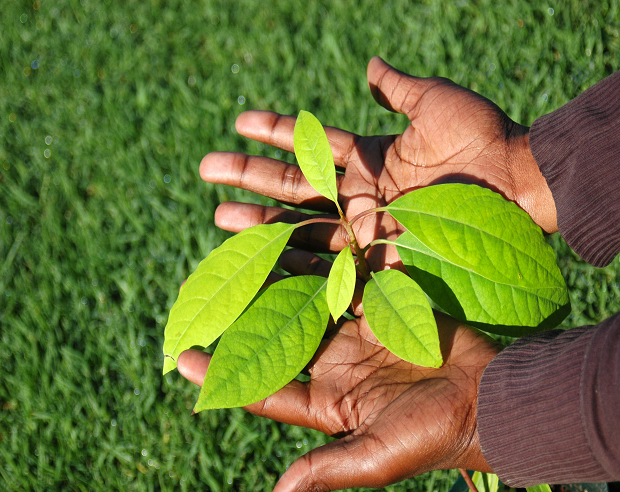 Tree planting in Togo 