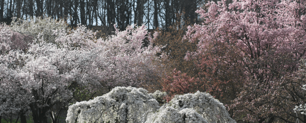 Switzerland, Arboretum 