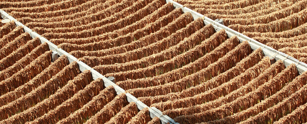 Tobacco Leaves