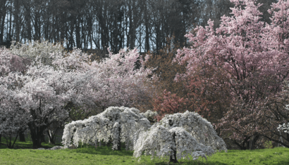 Switzerland, Arboretum 